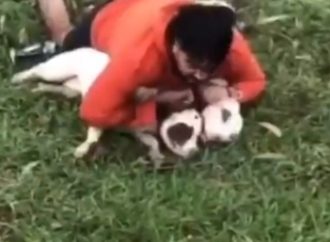 Luchador de Muay Thai se defiende de ataque de pitbulls en Brasil