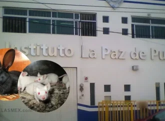 Crueldad animal en escuela de Puebla; alumnos diseccionarían animales vivos: FGE ya investiga