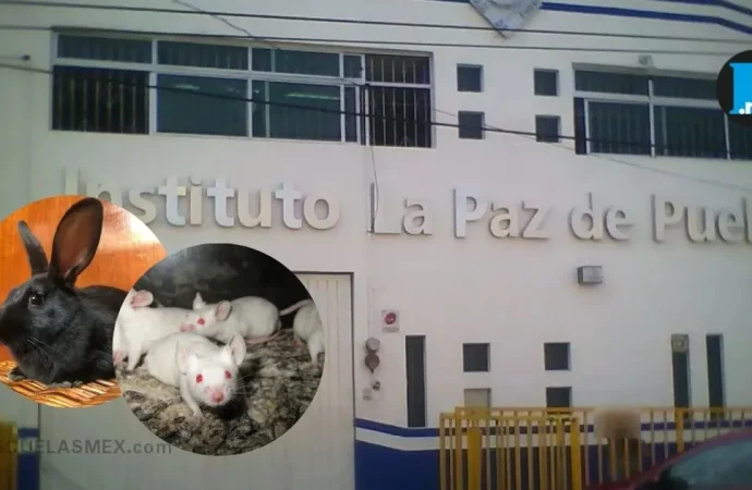 Crueldad animal en escuela de Puebla; alumnos diseccionarían animales vivos: FGE ya investiga