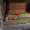 Coyote es avistado en zona urbana de San Nicolás de los Garza, Nuevo León