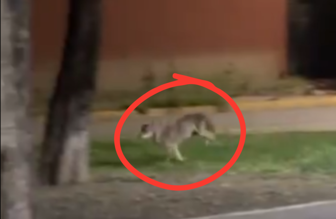 Coyote es avistado en zona urbana de San Nicolás de los Garza, Nuevo León