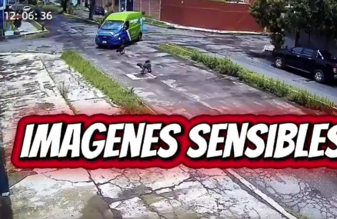 Repartidor de agua Junghanns atropella a un perro en Puebla y continúa su marcha sin detenerse