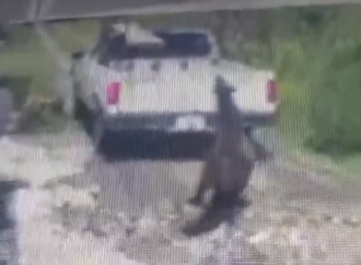 Sujeto arrastra a caballo con camioneta en Texmelucan; video genera indignación