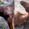 Conductor ebrio atropella a jinete y su caballo en Hueytamalco; animal permanece grave sin atención oportuna