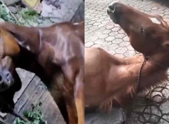 Conductor ebrio atropella a jinete y su caballo en Hueytamalco; animal permanece grave sin atención oportuna
