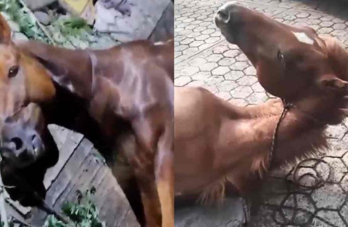Conductor ebrio atropella a jinete y su caballo en Hueytamalco; animal permanece grave sin atención oportuna