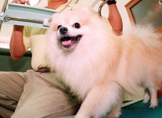 Muere cachorro pomerania en spa para mascotas en la Roma-Condesa