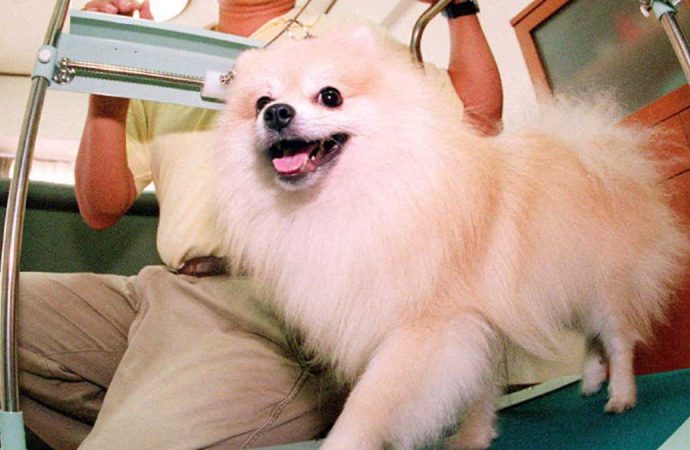 Muere cachorro pomerania en spa para mascotas en la Roma-Condesa