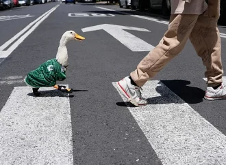 Merlin, el pato que se convierte en la mascota viral del Mundial de 2026