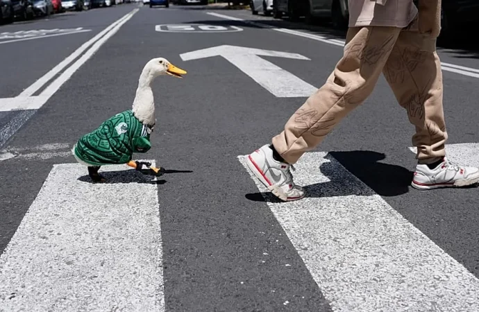 Merlin, el pato que se convierte en la mascota viral del Mundial de 2026