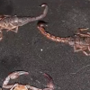 Reportan presencia de alacranes en al menos cuatro colonias de Puebla
