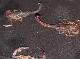 Reportan presencia de alacranes en al menos cuatro colonias de Puebla
