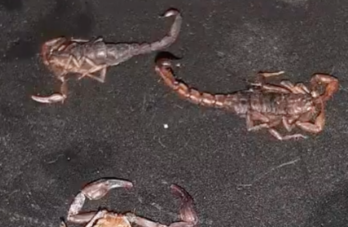 Reportan presencia de alacranes en al menos cuatro colonias de Puebla