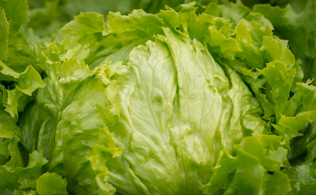 FDA de Estados Unidos descarta culpa de lechuga mexicana en brote de diarrea explosiva