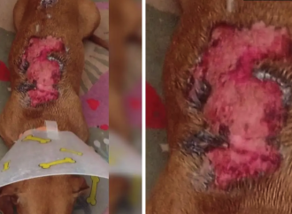 Vecino agrede a perro con agua hirviendo en la colonia Villas Periférico, Puebla