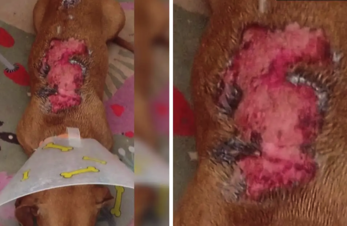 Vecino agrede a perro con agua hirviendo en la colonia Villas Periférico, Puebla