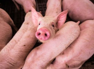 Nace en Argentina el primer cerdo clonado para trasplantes en Latinoamérica