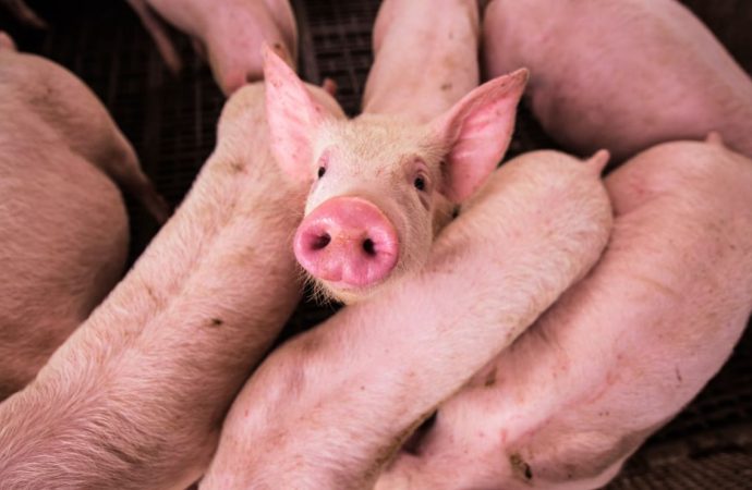 Nace en Argentina el primer cerdo clonado para trasplantes en Latinoamérica