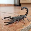 Alacranes generan alarma en diversas colonias de Puebla capital