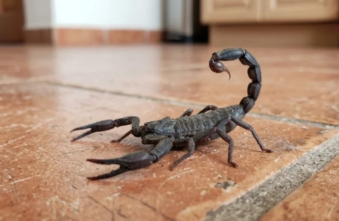 Alacranes generan alarma en diversas colonias de Puebla capital