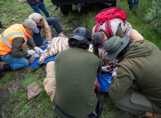 Rescatan al tigre Kenzo tras cinco días de búsqueda en Tepetlaoxtoc, Estado de México