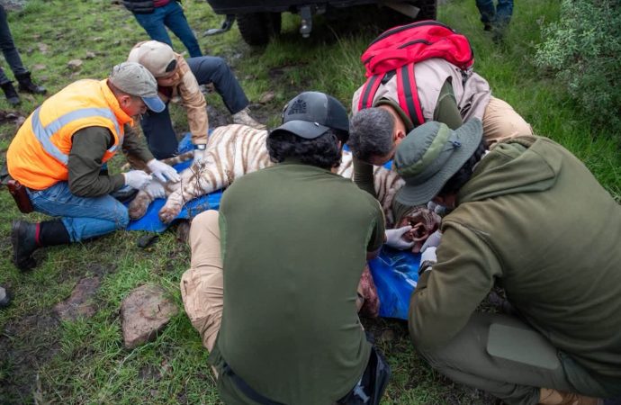 Rescatan al tigre Kenzo tras cinco días de búsqueda en Tepetlaoxtoc, Estado de México